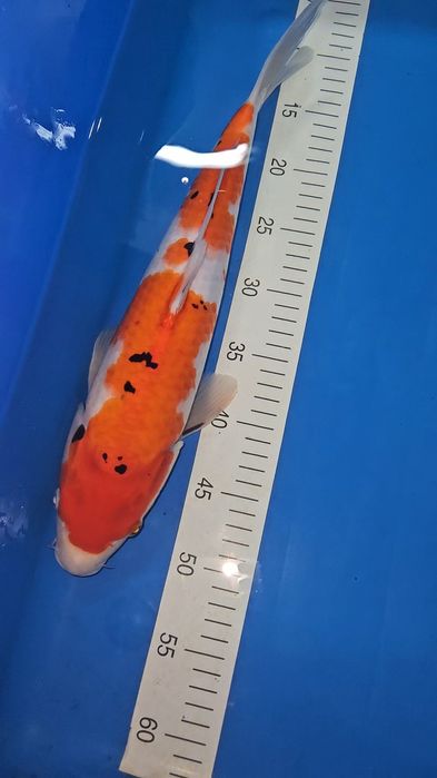 Carpa Koi - Sanke - 44cm