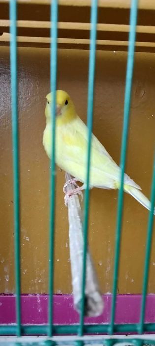 Kanarek Koroniak Niemiecki