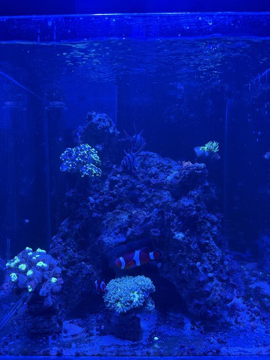 Akwarium morskie z calym sprzetem