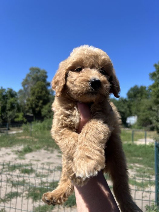 Цуценята голдендудлів