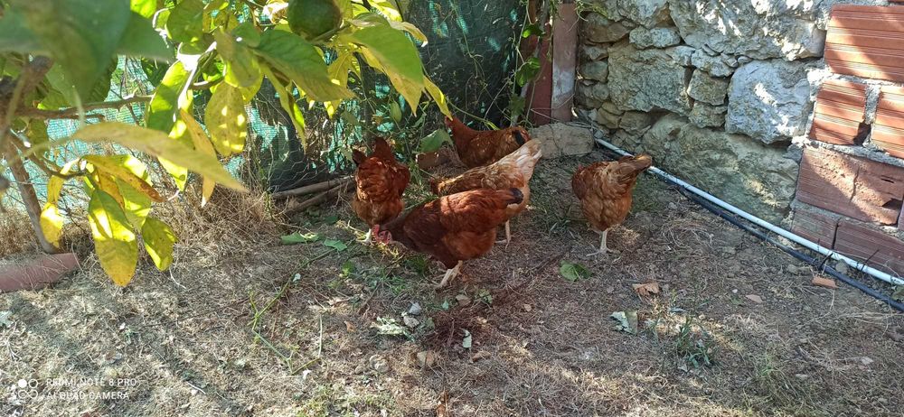 Galinhas poedeiras