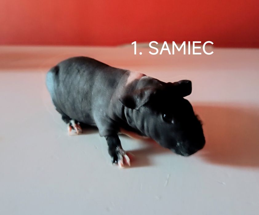 Świnki morskie skinny- SAMIEC