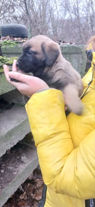 Цуценя 1міс віддамо