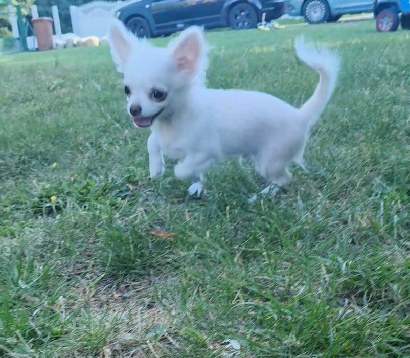 Chihuahua długowłosy chłopiec.