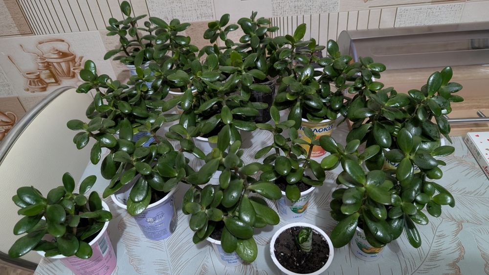 Товстянка, красула, грошове дерево