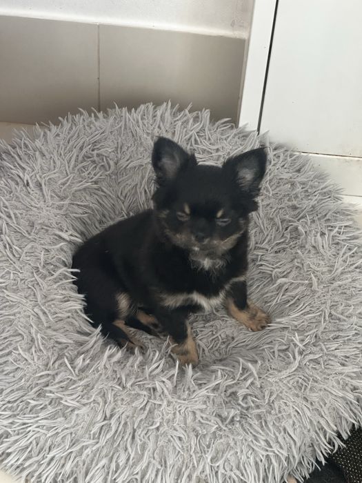 Suczka Chihuahua długowłosa.