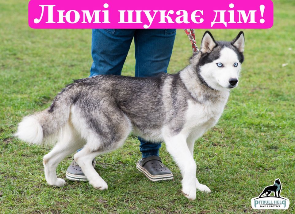 Дівчинка хаскі шукає дім