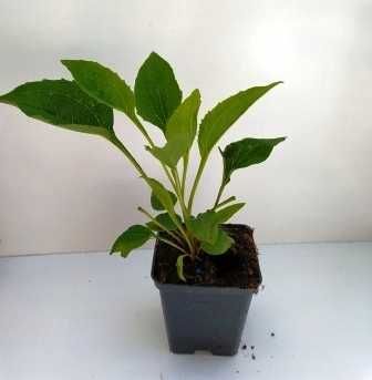 Czosnek Niedźwiedzi w pojemniku sadzonki 15  sztuk wieloletni jadalny