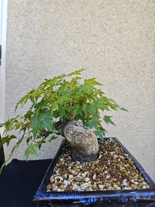 Pré-Bonsai Acer Palmatum Yamamomiji