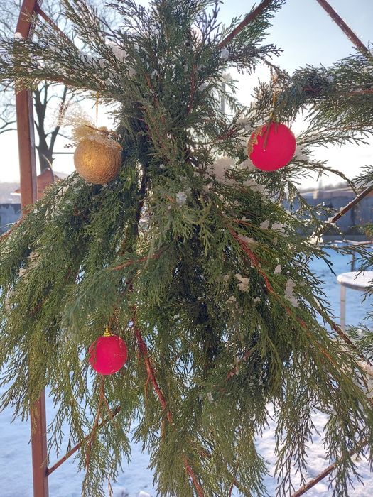 Ялівець/ Можевельник козацький/гілки для декору