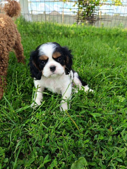Cavalier king charles spaniel-  piesek