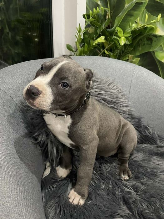 American Staffordshire Terrier Blue