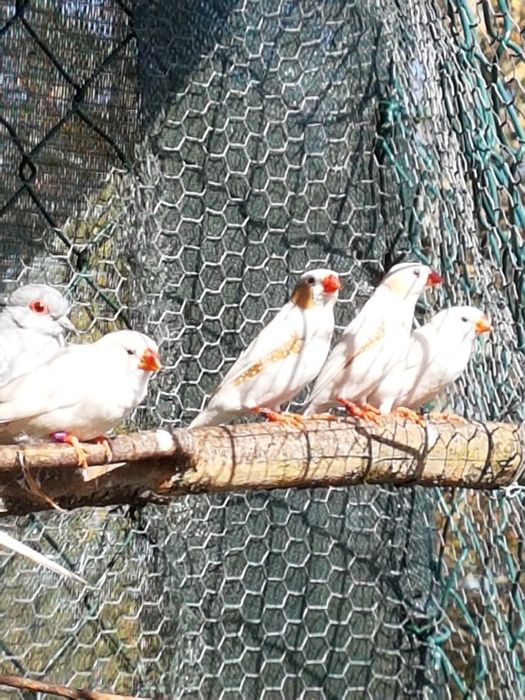 Aves exoticas para cedencia