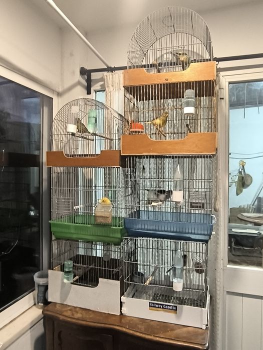 Canários Fifes fancy