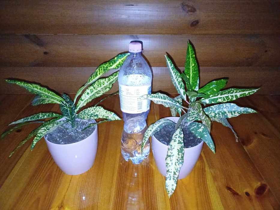 Кротон Gold кімнатна рослина