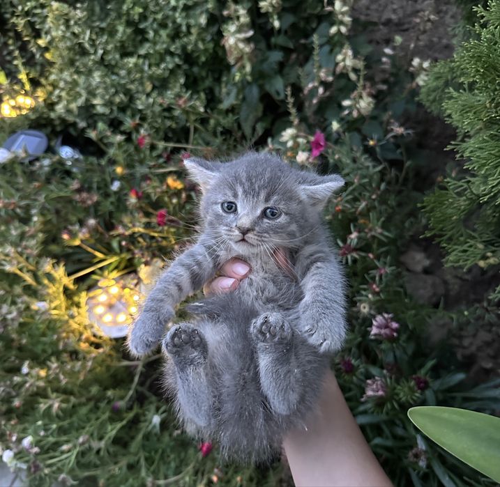 Продам кошенятко