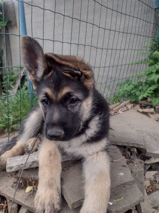 продам цуценя німецької вівчарки, хлопчик