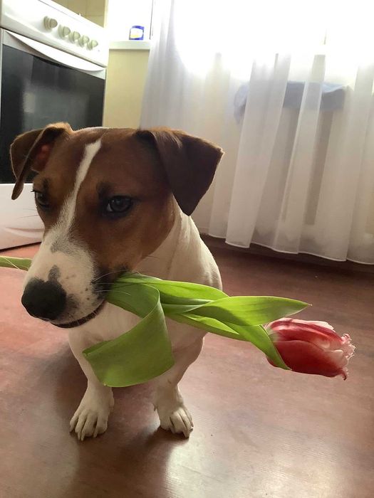 Джек Рассел (Вязка)