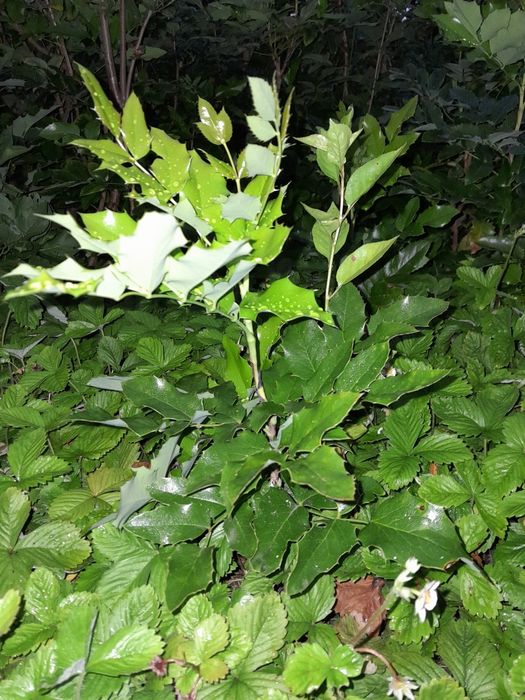 Mahonia, sadzonka