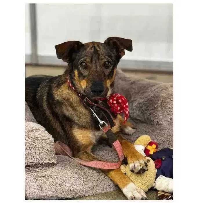 Ищет дом! Молодая активная собака