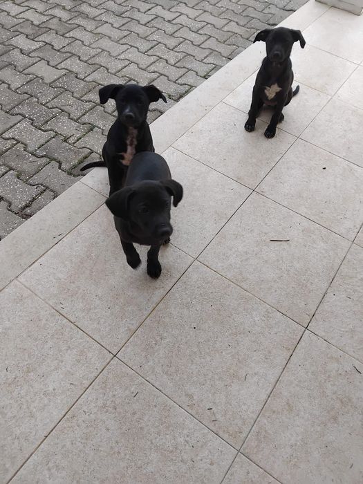 Cachorrinhos 2 meses e meio muito meigos adoção responsável