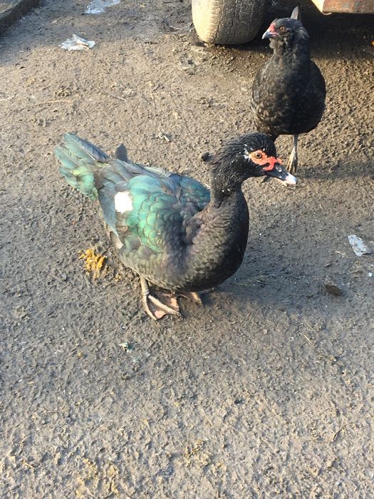 Індокачки,мускусні качки