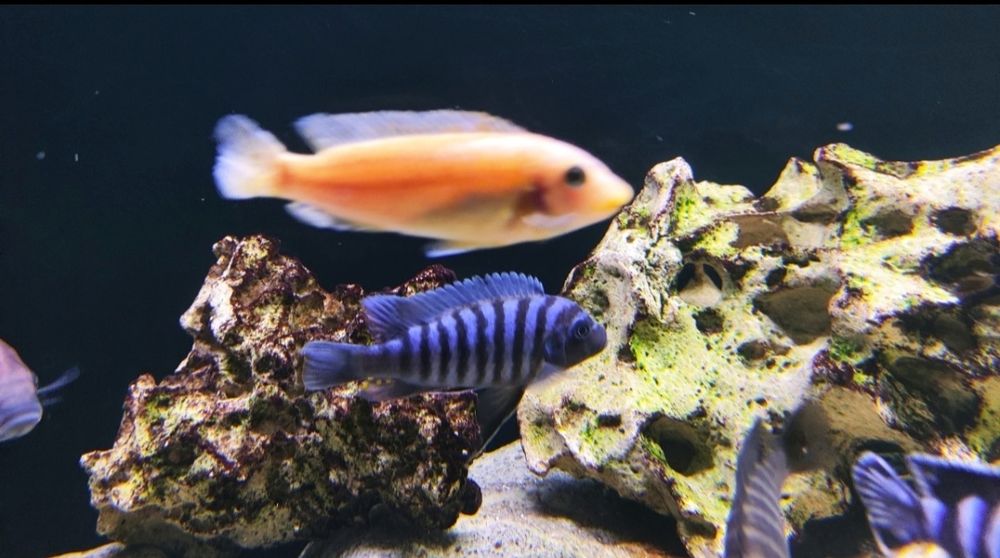 casal maylandia flavifemina