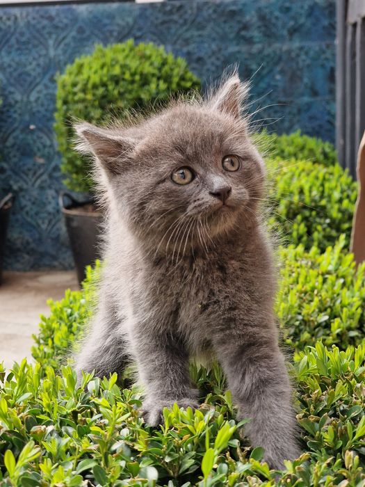 Кіт киця котеня кішка кошка шотландець