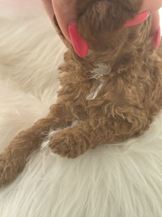 Cavapoo chłopak xs