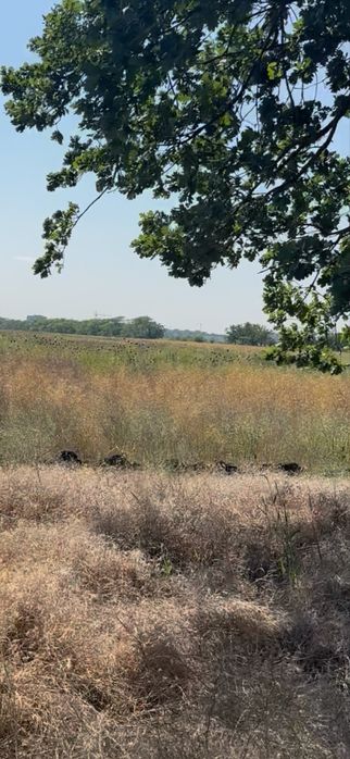 Новая нарезка  возле Початка, Одесса