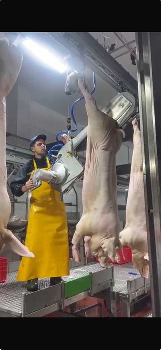 Стрічкова пила EFA SB 287E
для розпилювання туш свиней. Полутуш. Пила.