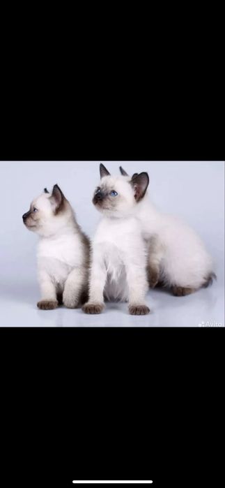 Сноу-шу , тайские котики , сиамские/регдолы