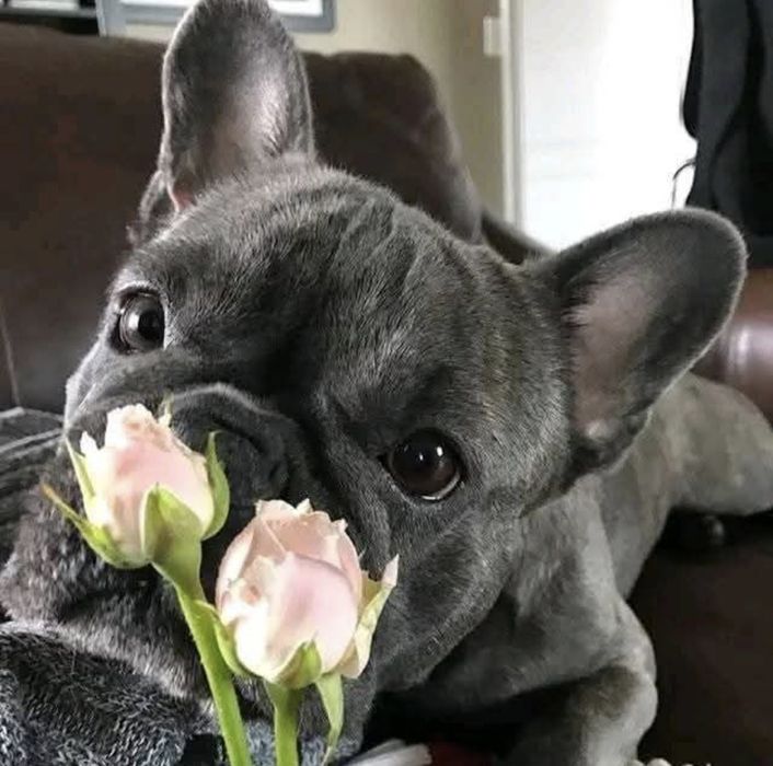 А яке ім'я дали б мені ви?