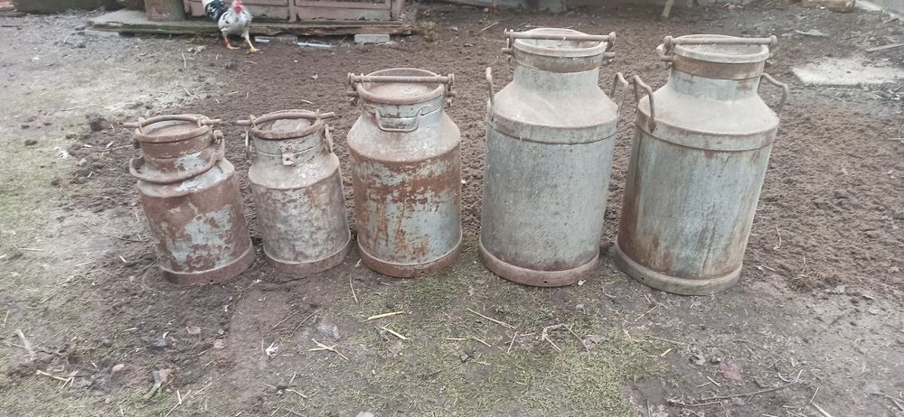 Sprzedam Kanki po mleku