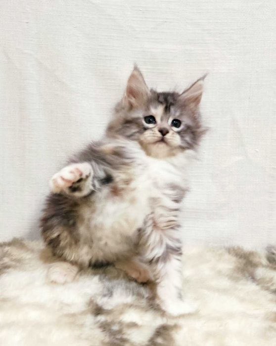 Мейн-кун дівчинка Орхідея з документами