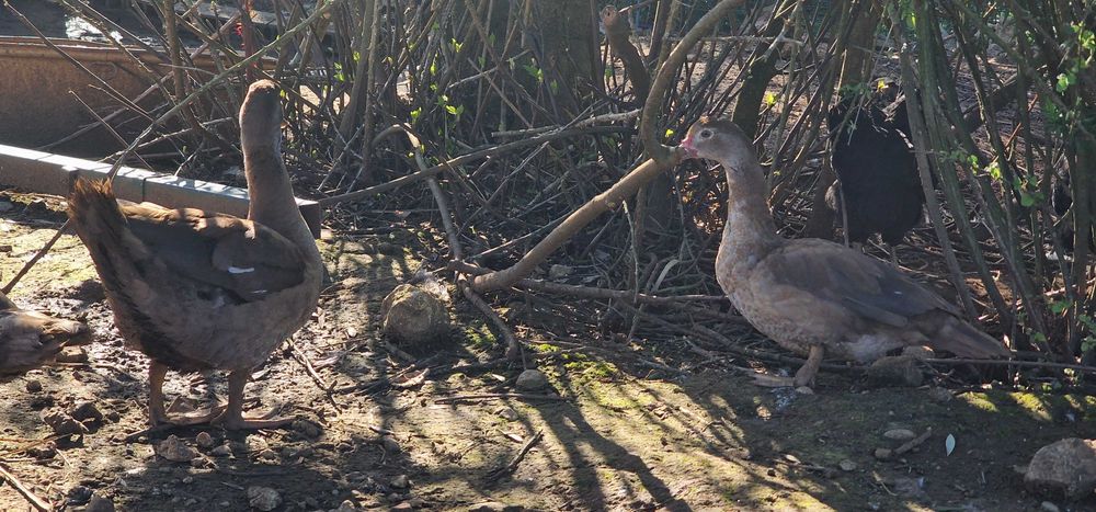 Patos mudos castanho