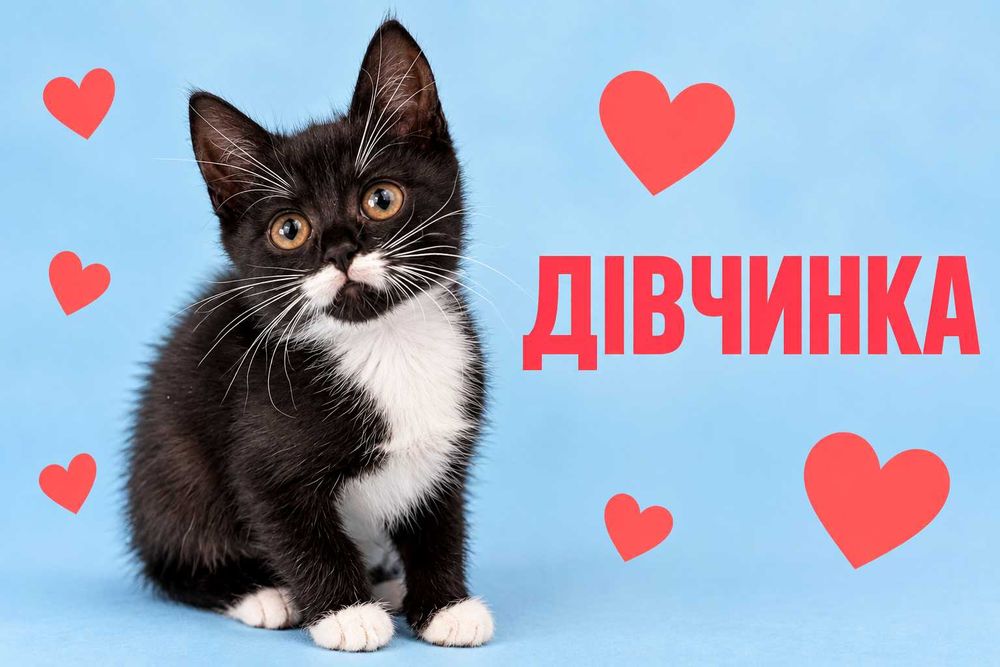 Кошеня в добрі руки (дівчинка, 2 місяці, грайлива, оброблена)