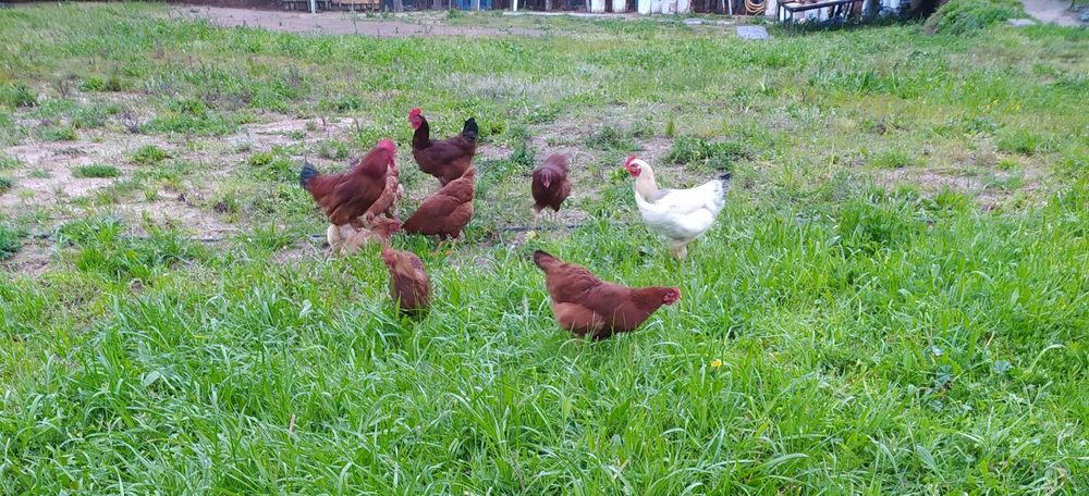 Ovos Galinhas, Ar livre Alimentação saudável