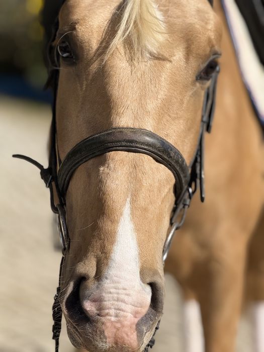 Belíssimo Poldro Palomino PSL