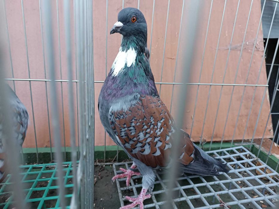 Koszua golębie ozdobne