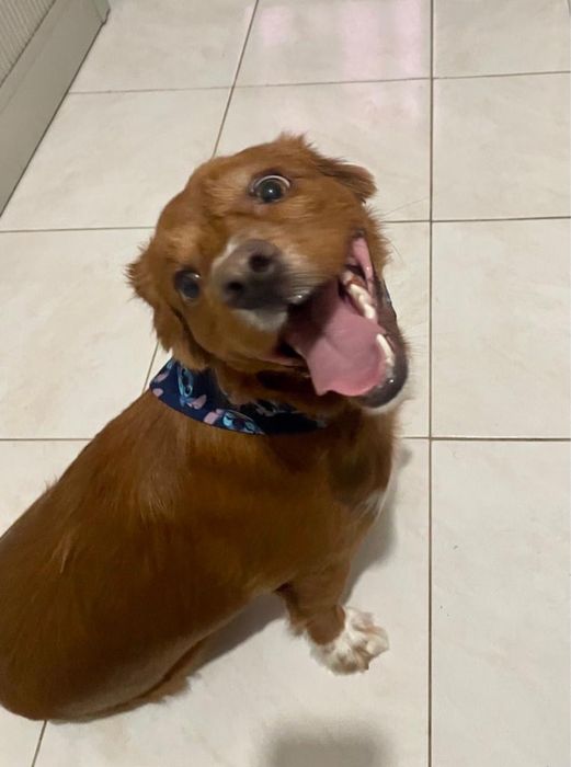 Cão para adoção srd