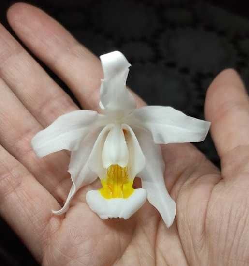 Orquídea Noiva Típica.