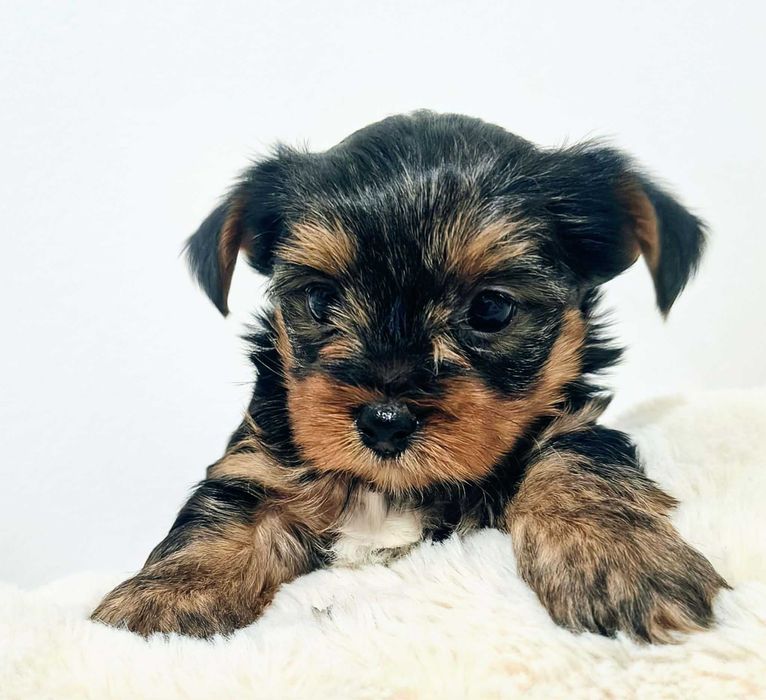 Piesek York miniaturka