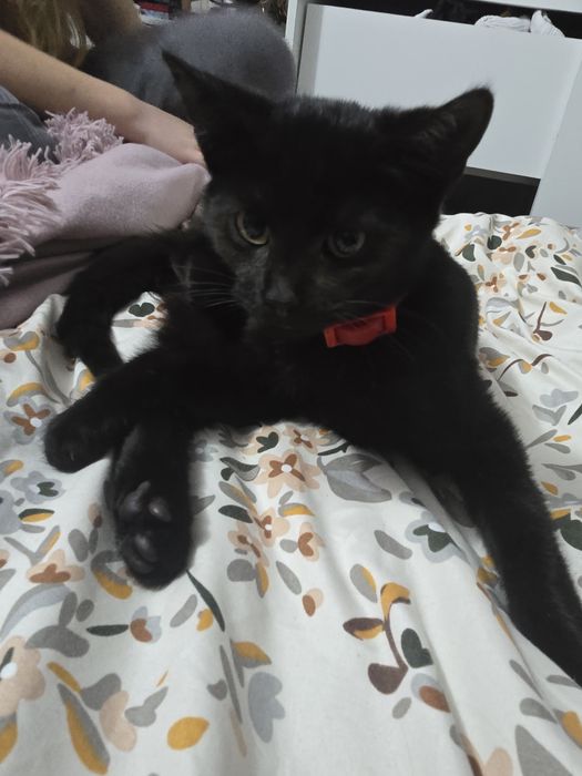 Oddam kotka w dobre ręce