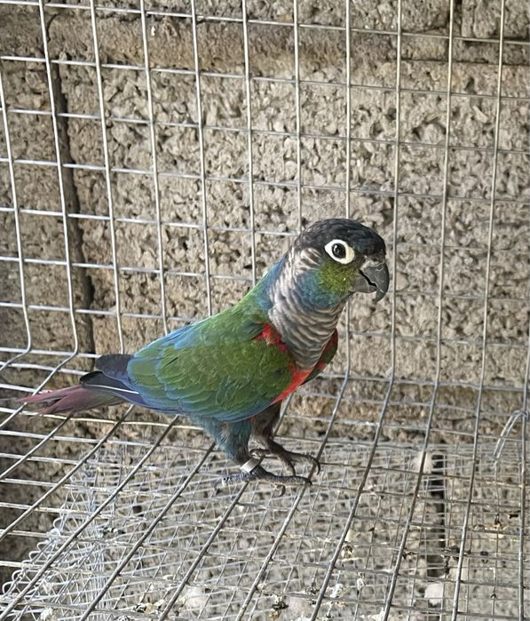Pyrrhuras criadas à mão