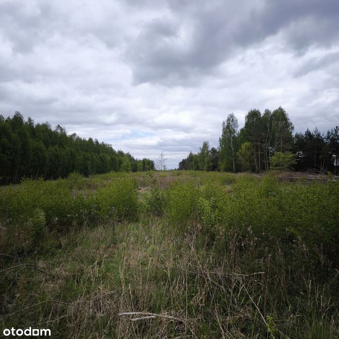 Działka rolna 20000 m² z utwardzonym dojazdem