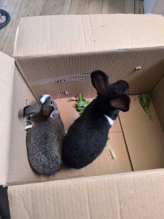 2 bunny or rabbit