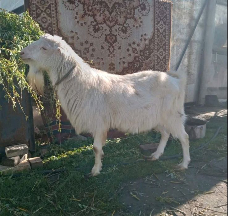 Козли на покриття