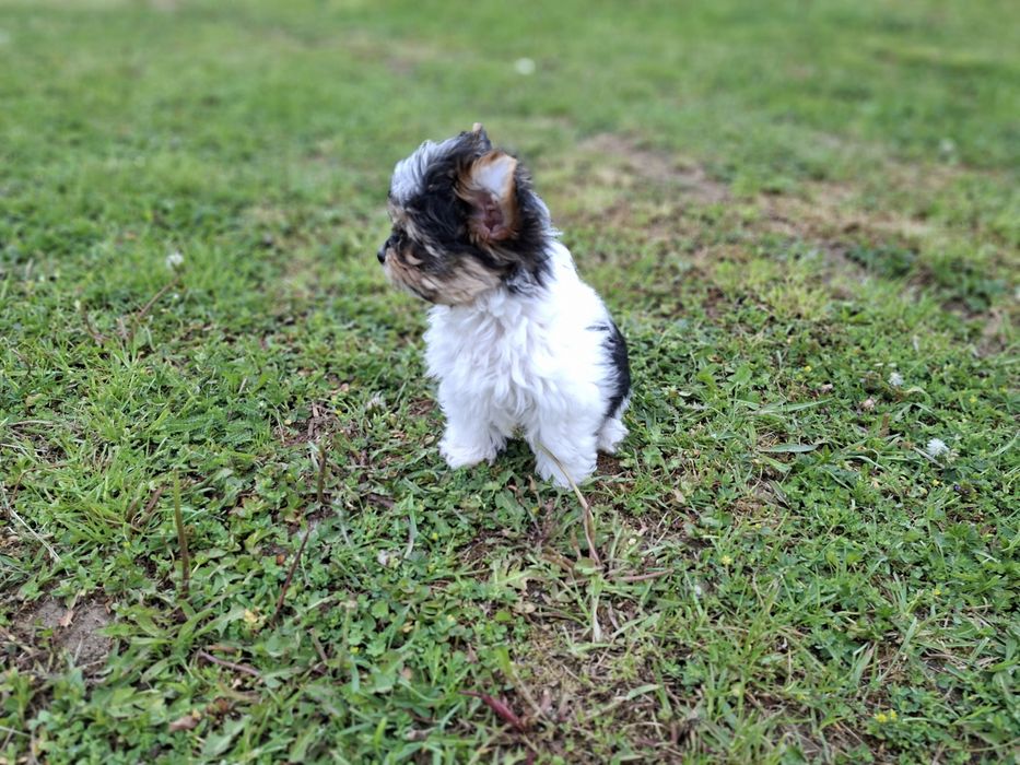 Yorkshire terrier Biewer suczka