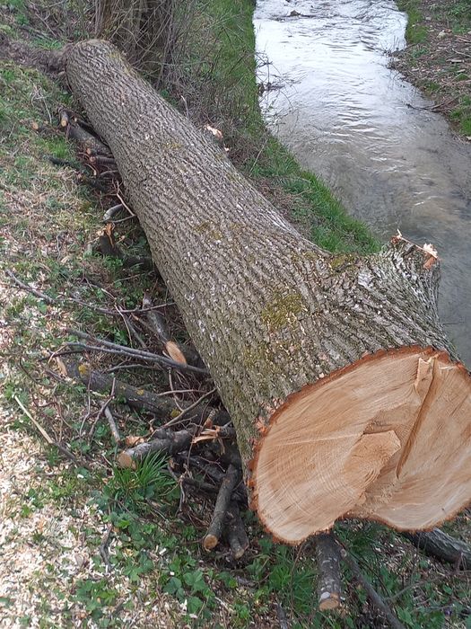 Стовбури  липи та ясеня.